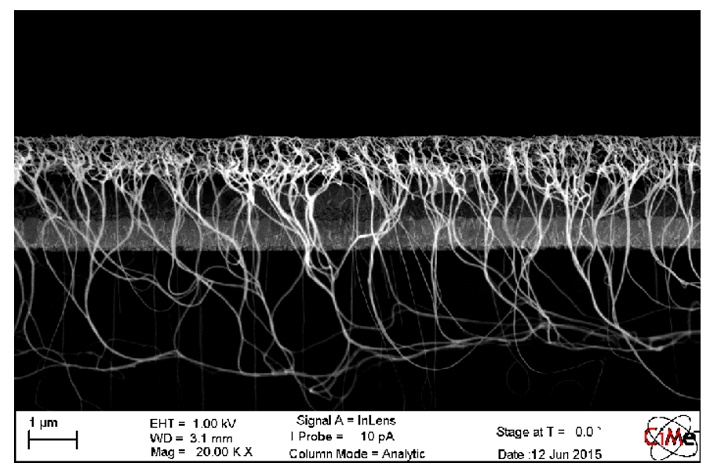 nanotube2.jpg