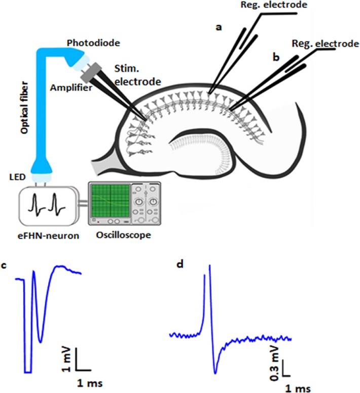 opto2.jpg