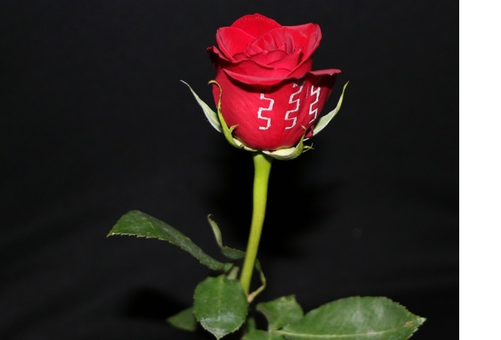 flower.jpg