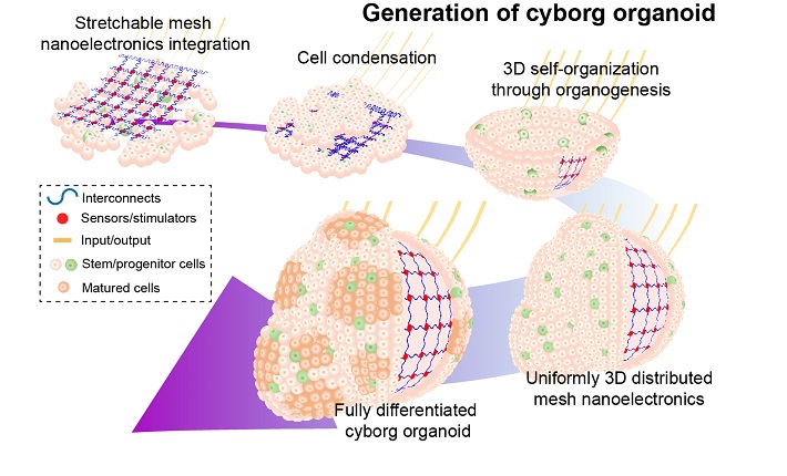 cyborg.jpg