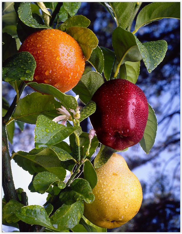 fruits.jpg