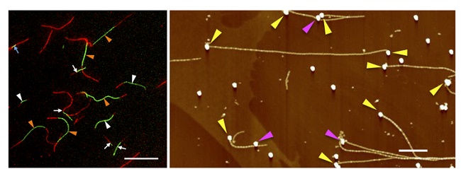 Nanowires.jpg